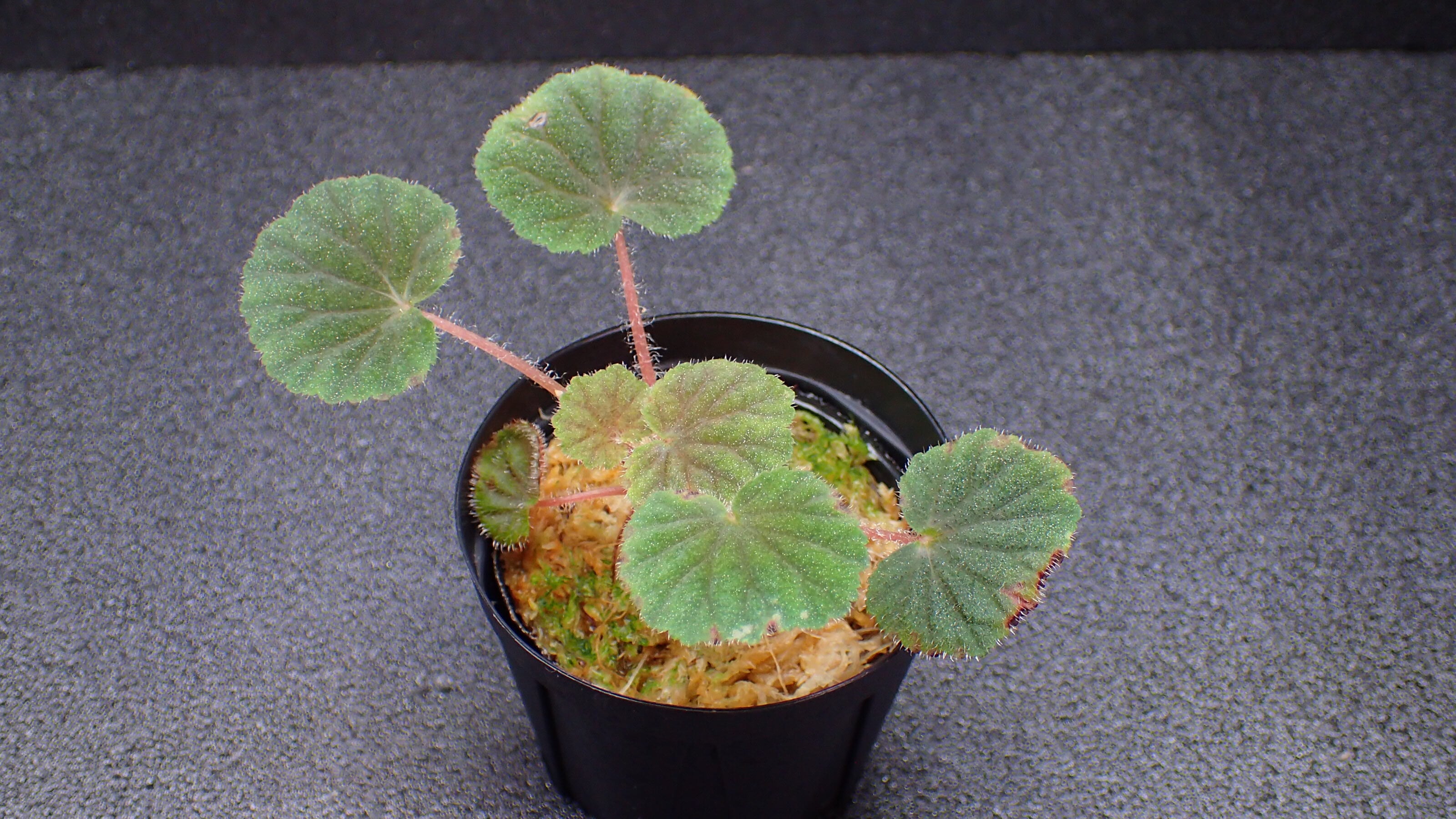 Begonia tanjiewhoei 1株 | 熱帯植物 水草