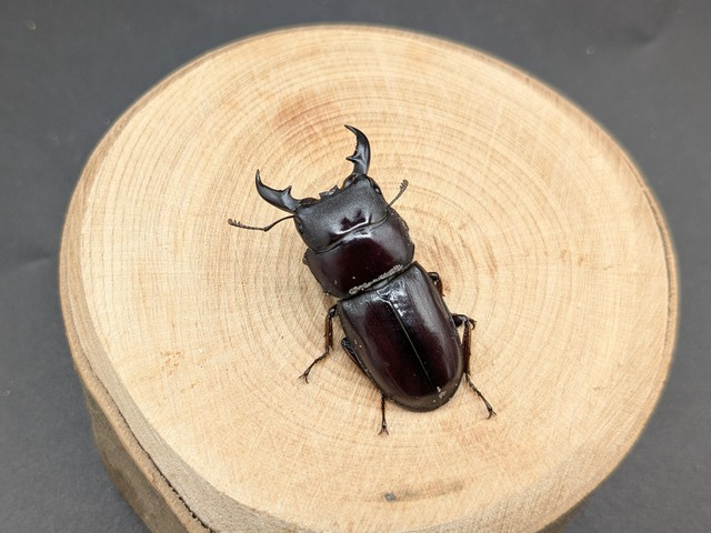 ダイトウヒラタ　♂37ｍｍ♀30ｍｍ