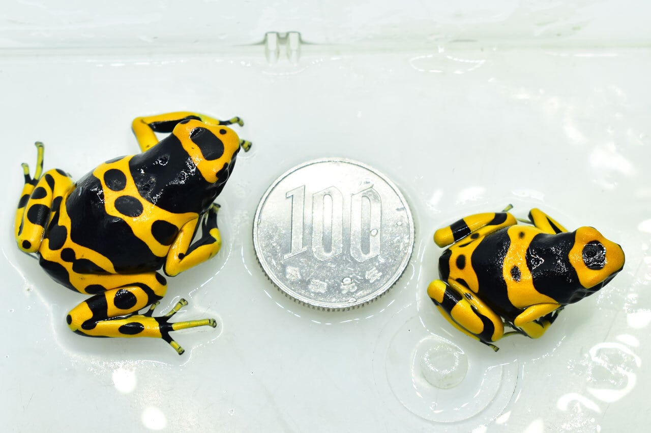 セレクト個体セマダラヤドクガエル ムーンシャイン 2025CB 2匹, image size:1280x853