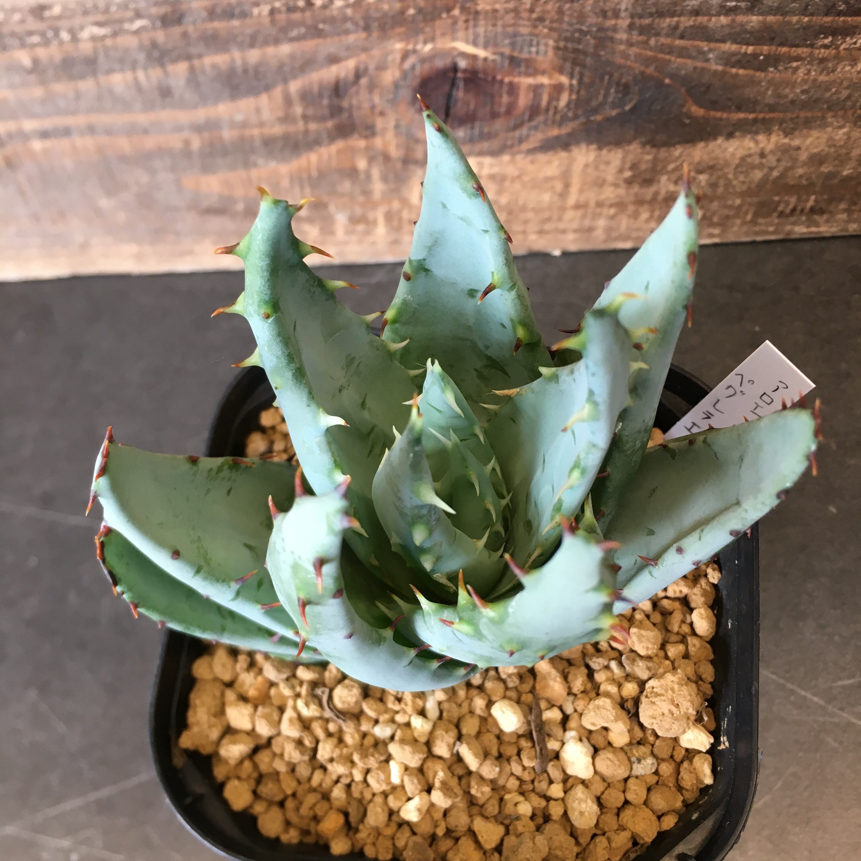 アロエ ペグレラエ Protoleaf プロトリーフ