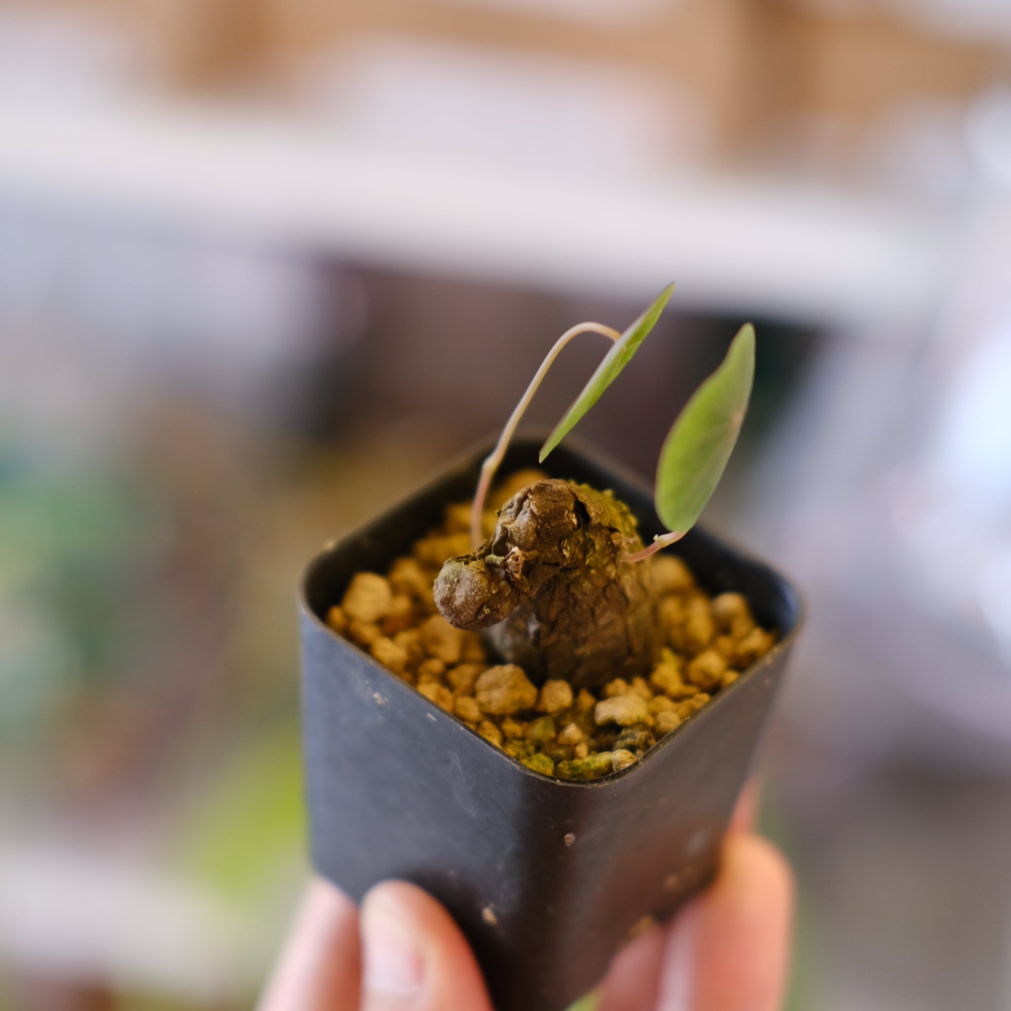 ステファニア カウィーサキー（kaweesakii）鉢植え A-20 Stephania kaweesakii│ステファニア カウィーサキー⑧│観葉植物