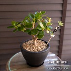 盆栽 パンダガジュマル 5号 樹脂鉢 ピック付 観葉植物 ガジュマルの木 ガジュマル 1018BK