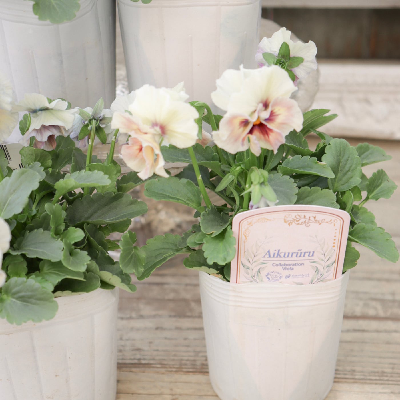 フリル咲きビオラ 'アイクルール' 優美で幻想的な虹のような