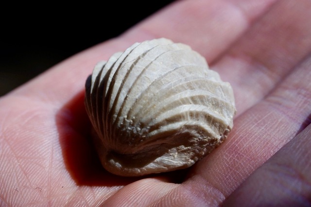 Burmirhynchia Decorata　化石 ③