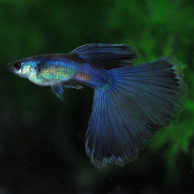 【セール】モスコーパープル(RREA系)　2ペア＋おまけ1ペア