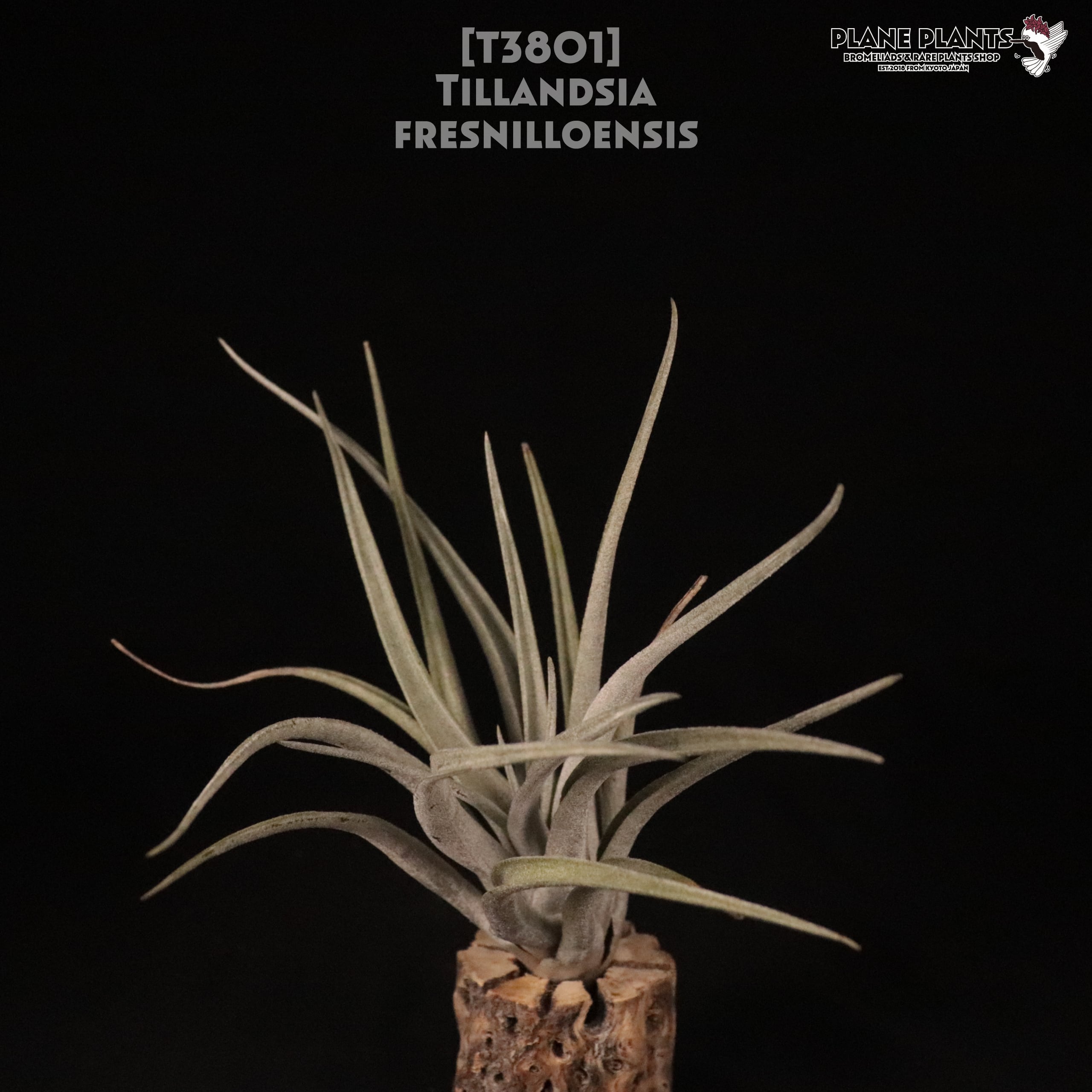 送料無料】fresnilloensis〔エアプランツ〕現品発送T3801 | plane plants