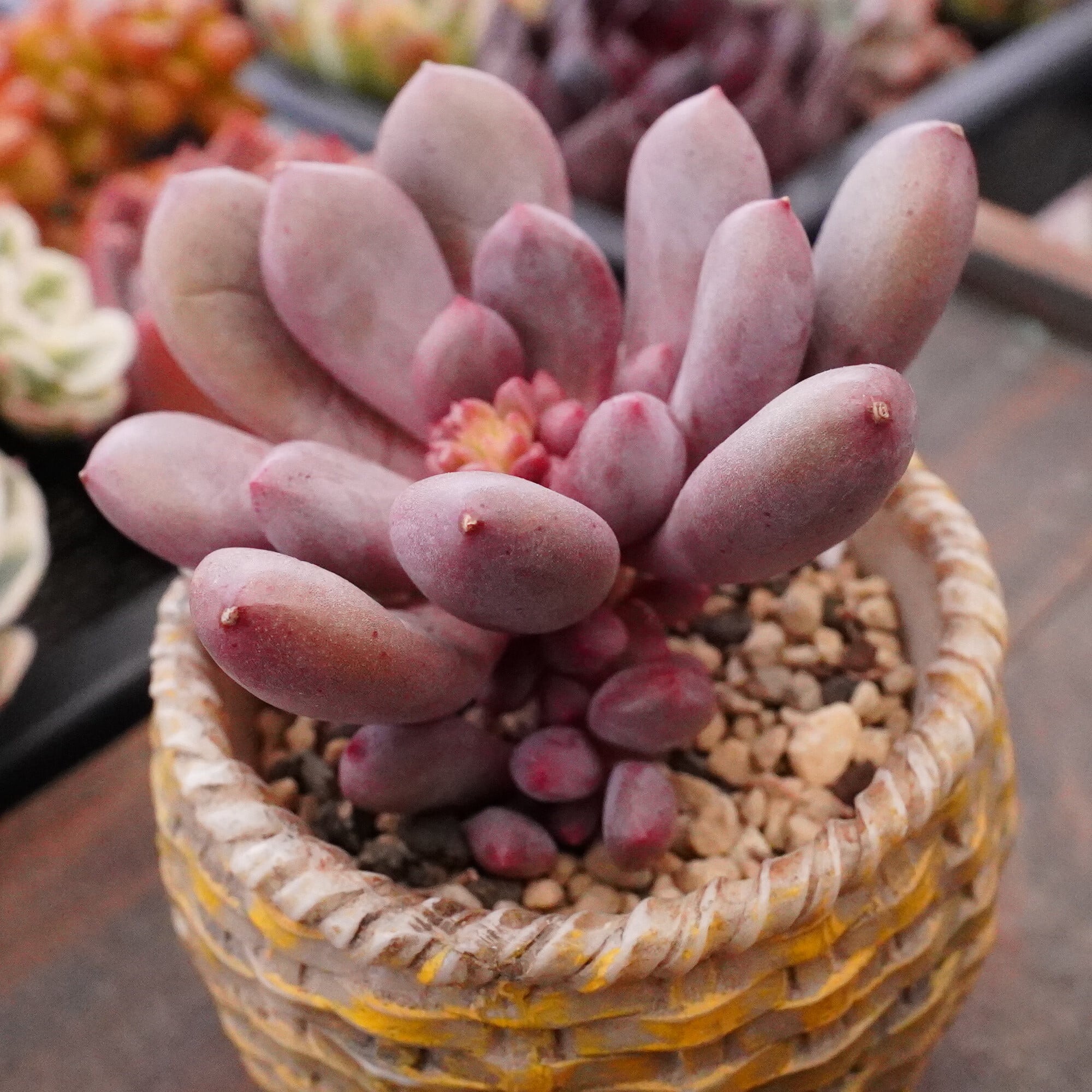 すべての商品 | E-TANIKU