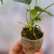 アンスリウム ワロクアーナム / Anthurium Warocqueanum⑫ / 観葉植物<育て方・花言葉>