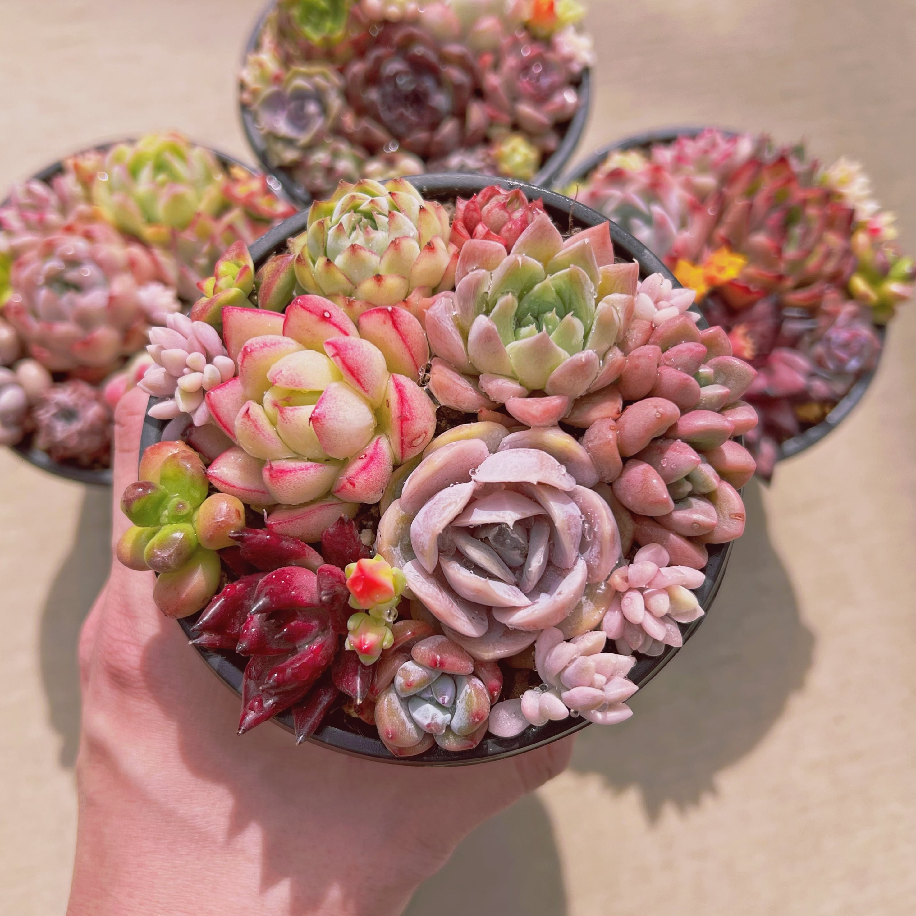 【8.ルル＊多肉植物販売会】 セットC(るる農園base販売会) | るる農園~多肉植物専門