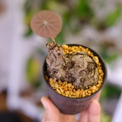 Stephania kaweesakii / ステファニア カウィーサキー㉜/ 観葉植物