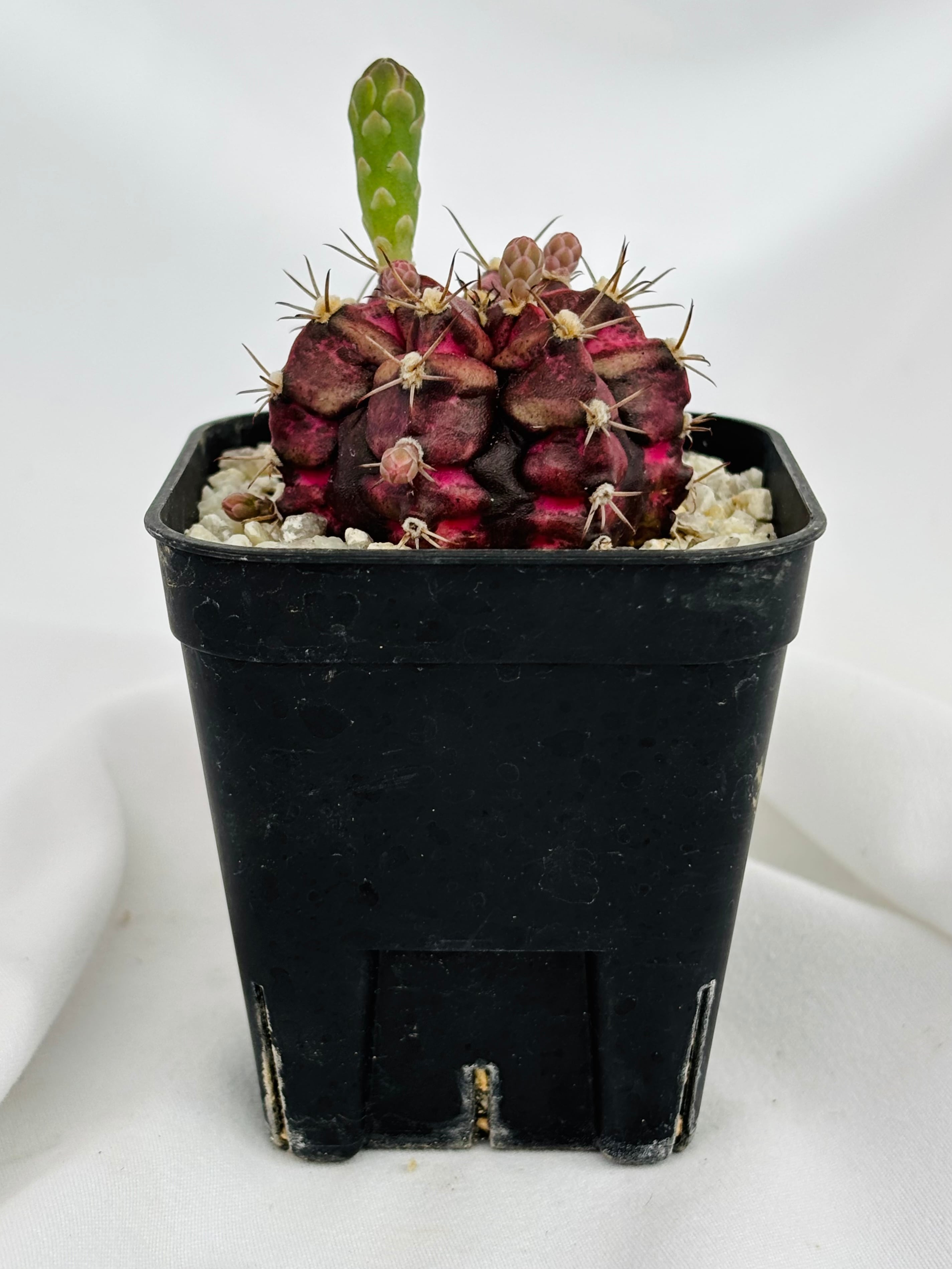 Gymnocalycium mihanovichii 緋牡丹錦 デイドリーム×LB サボテン