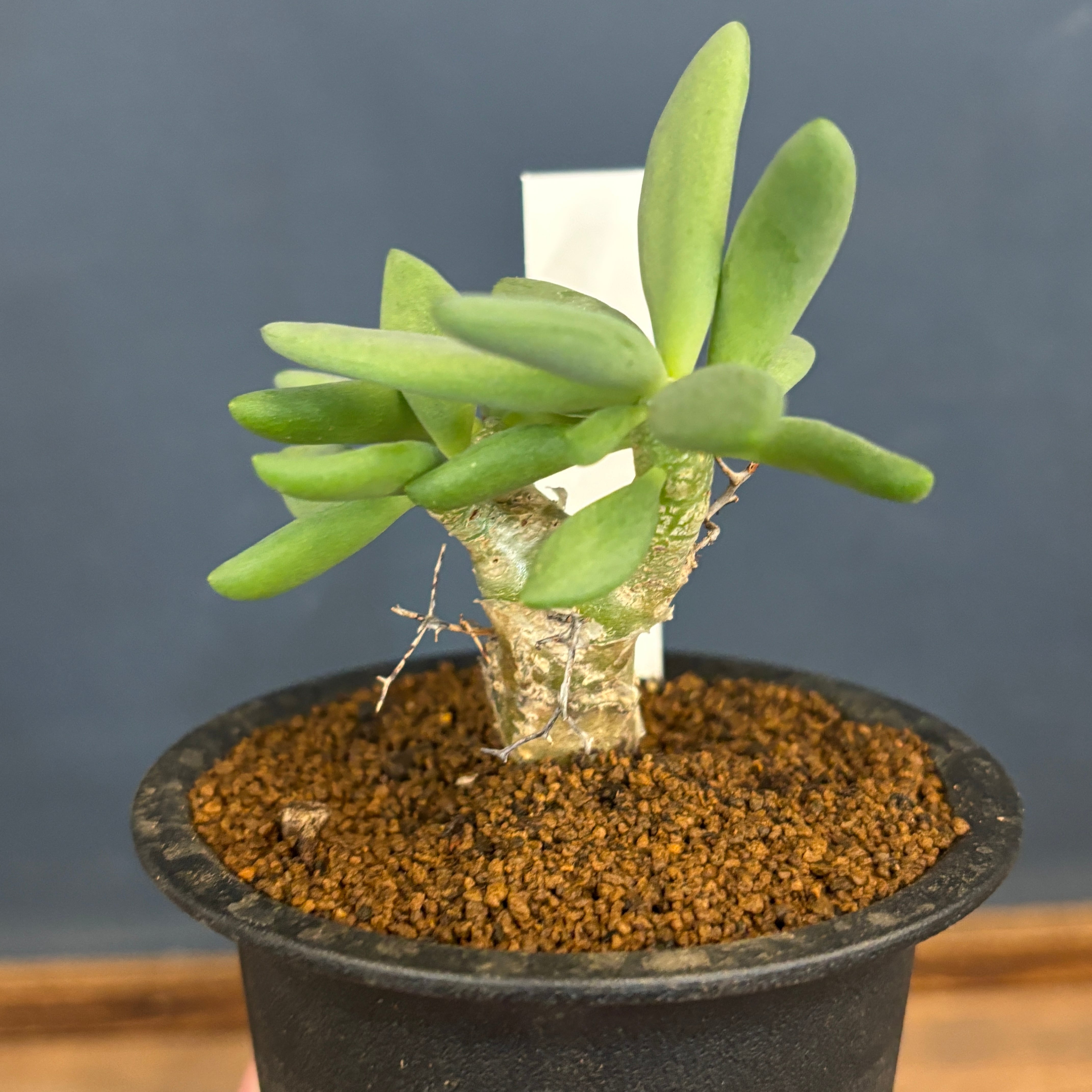 チレコドン レティキュラータス 万物想【180】 | PROTOLEAF プロトリーフ