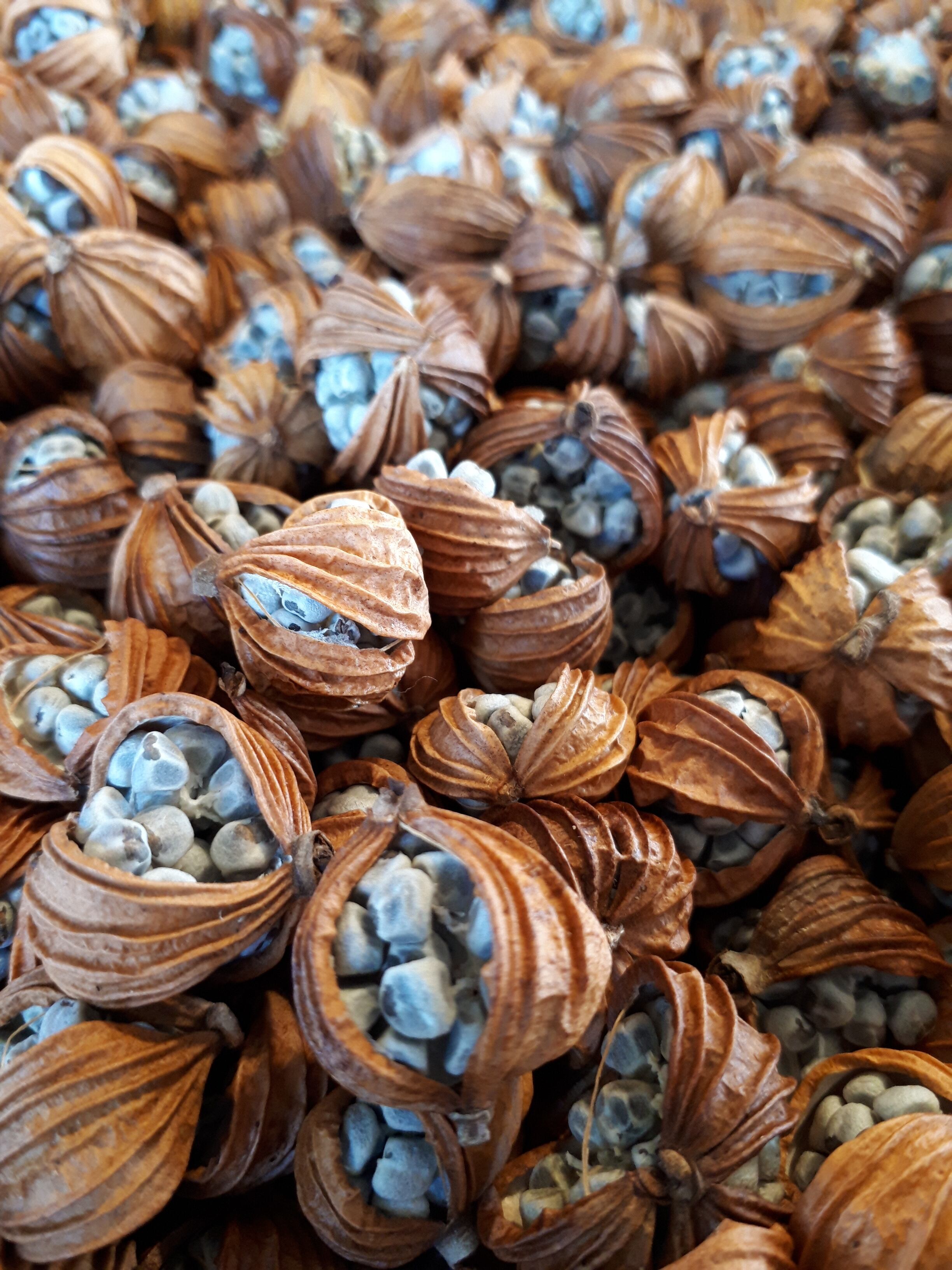 月桃　実　房 月桃の房（実つき）【袋入】70g（約3~4房） | REAL PLANTS