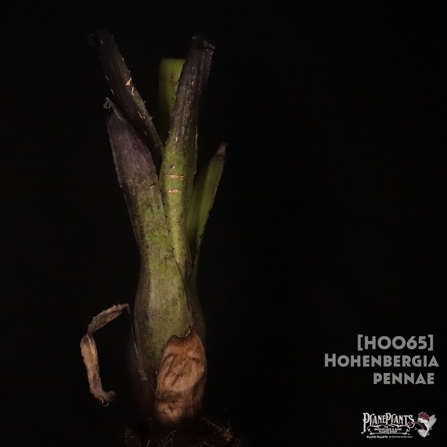 【送料無料】 Hohenbergia magnispina〔ホヘンベルギア〕現品発送H0026