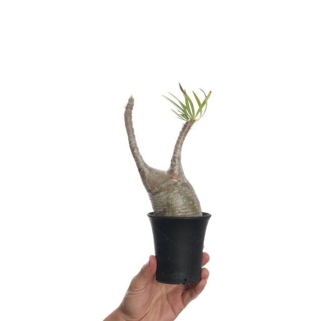 パキポディウム グラキリス no.2〈発根済み〉