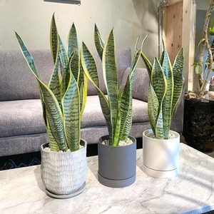サンスベリア ローレンティ 陶器鉢付 観葉植物 風水 マイナスイオン 開店祝い 新築祝い 引越し祝い Greenshouse
