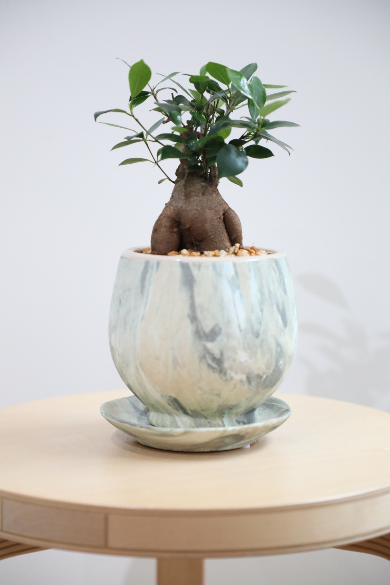 【S】ガジュマル/Ficus microcarpa