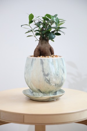 【S】ガジュマル/Ficus microcarpa