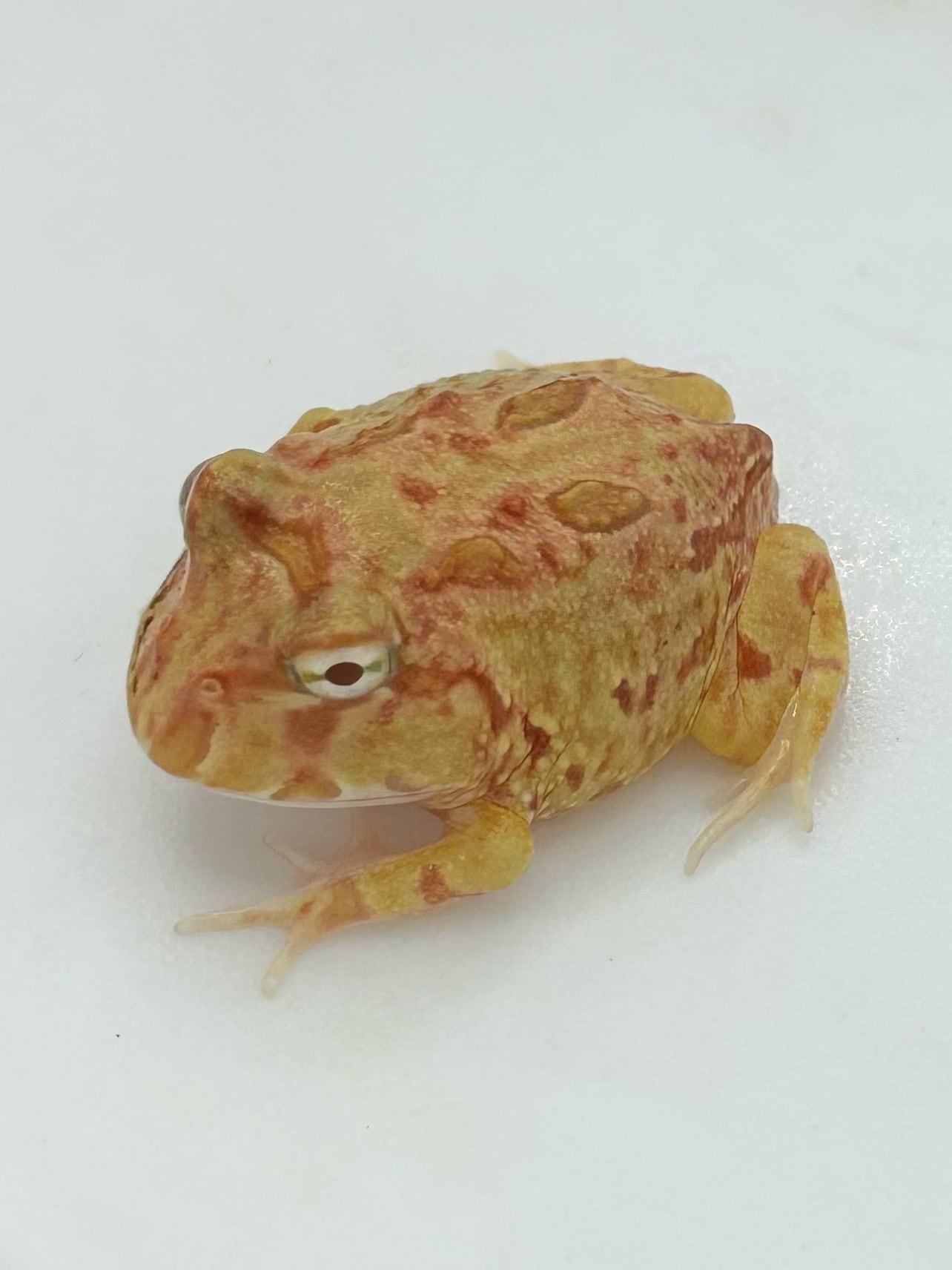 クランウェルツノガエル ストロベリー② 1匹 | まるころ商店〜まるく