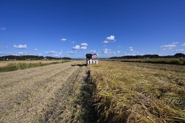 45日ごと発送｜定期便】ひとめぼれ｜精米｜5kg単位で発送 | 板倉農産