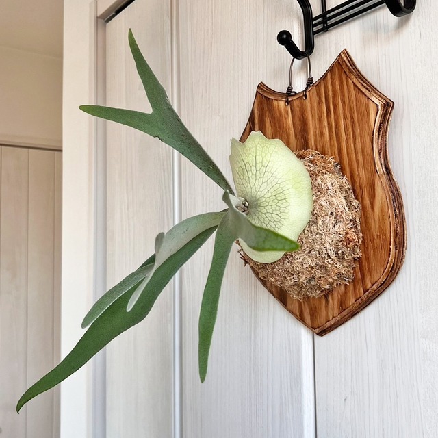 ビカクシダ ベイチー 板付 【観葉植物 壁掛け コウモリラン】