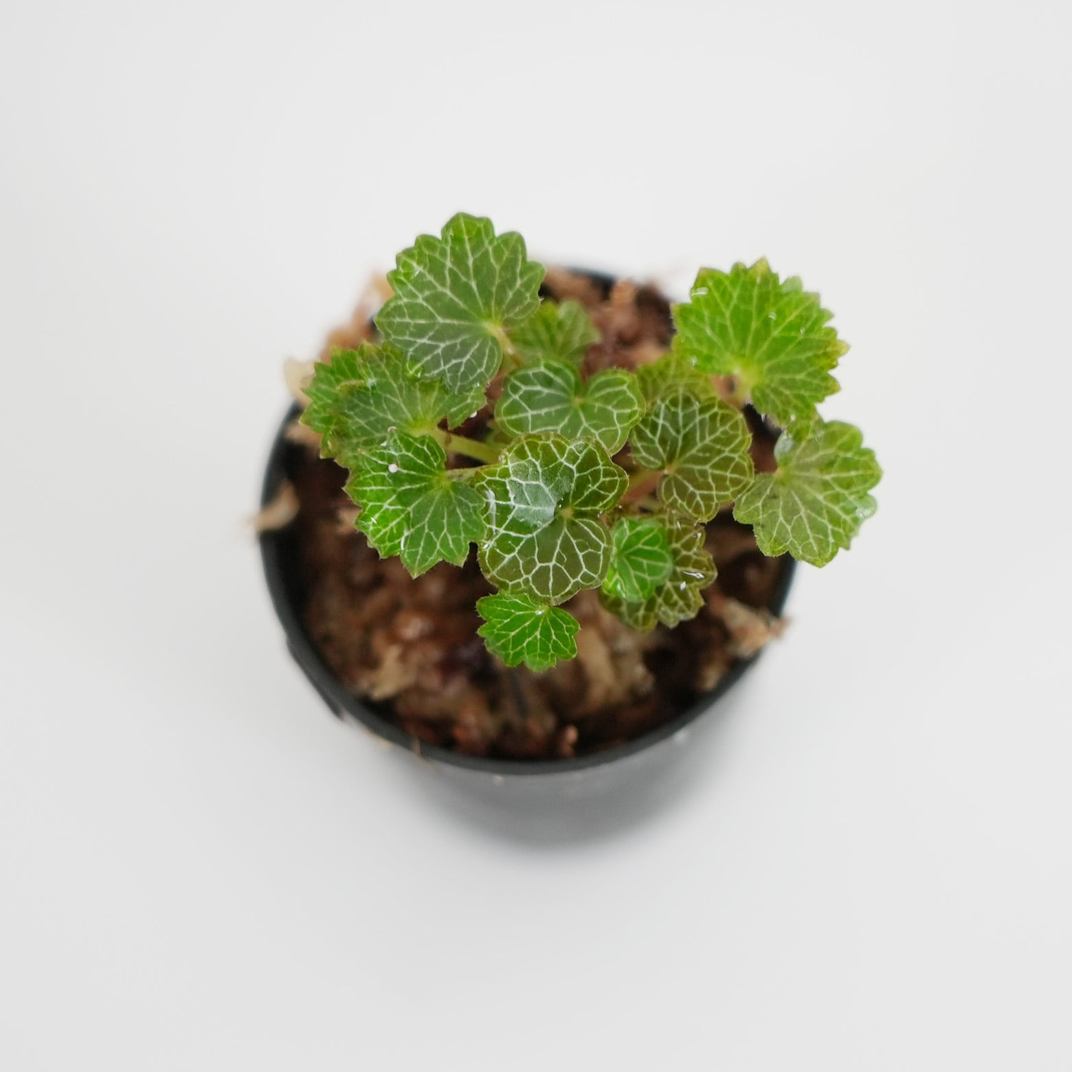 ヒメユキノシタ 苔テラリウム作製用素材 | 苔テラリウム専門ショップ道草