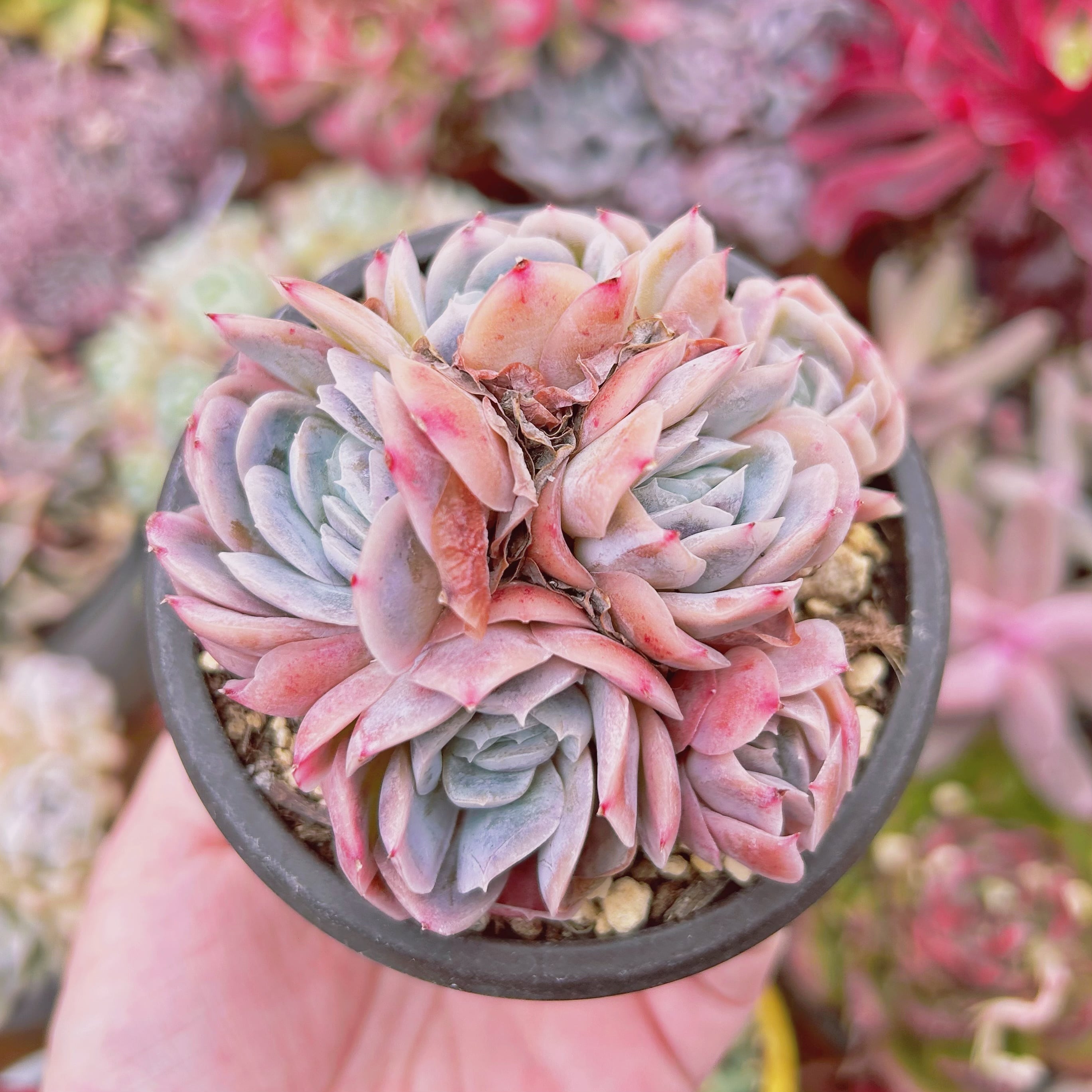 #564現物　多肉植物　メキシコローズ　特大　抜き苗