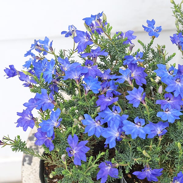 花苗 初恋草 ハツコイソウ 秋青 あきあお レシュノルティア 3号 常緑