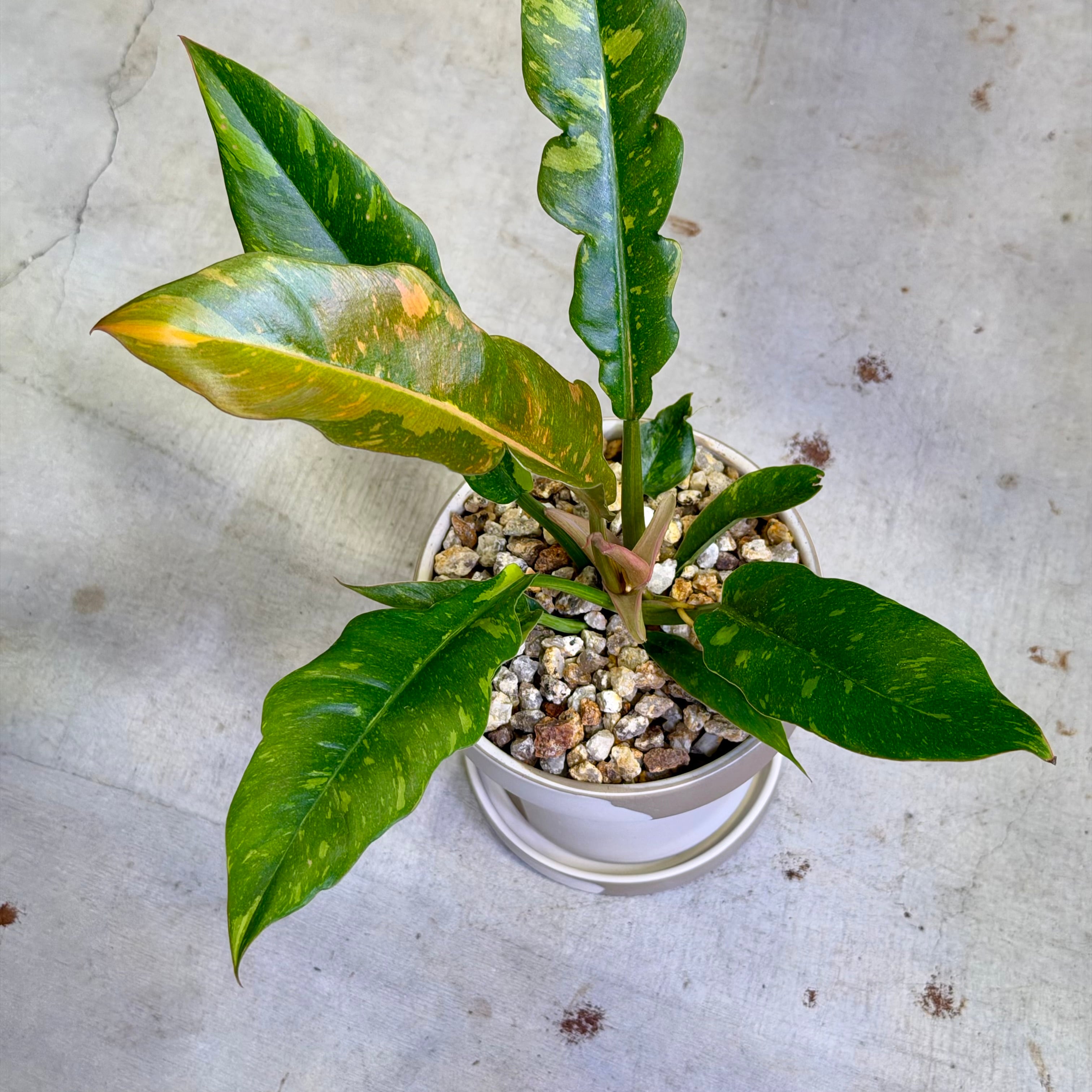 フィロデンドロン・リングオブファイアー | barrelplants_BONSAI