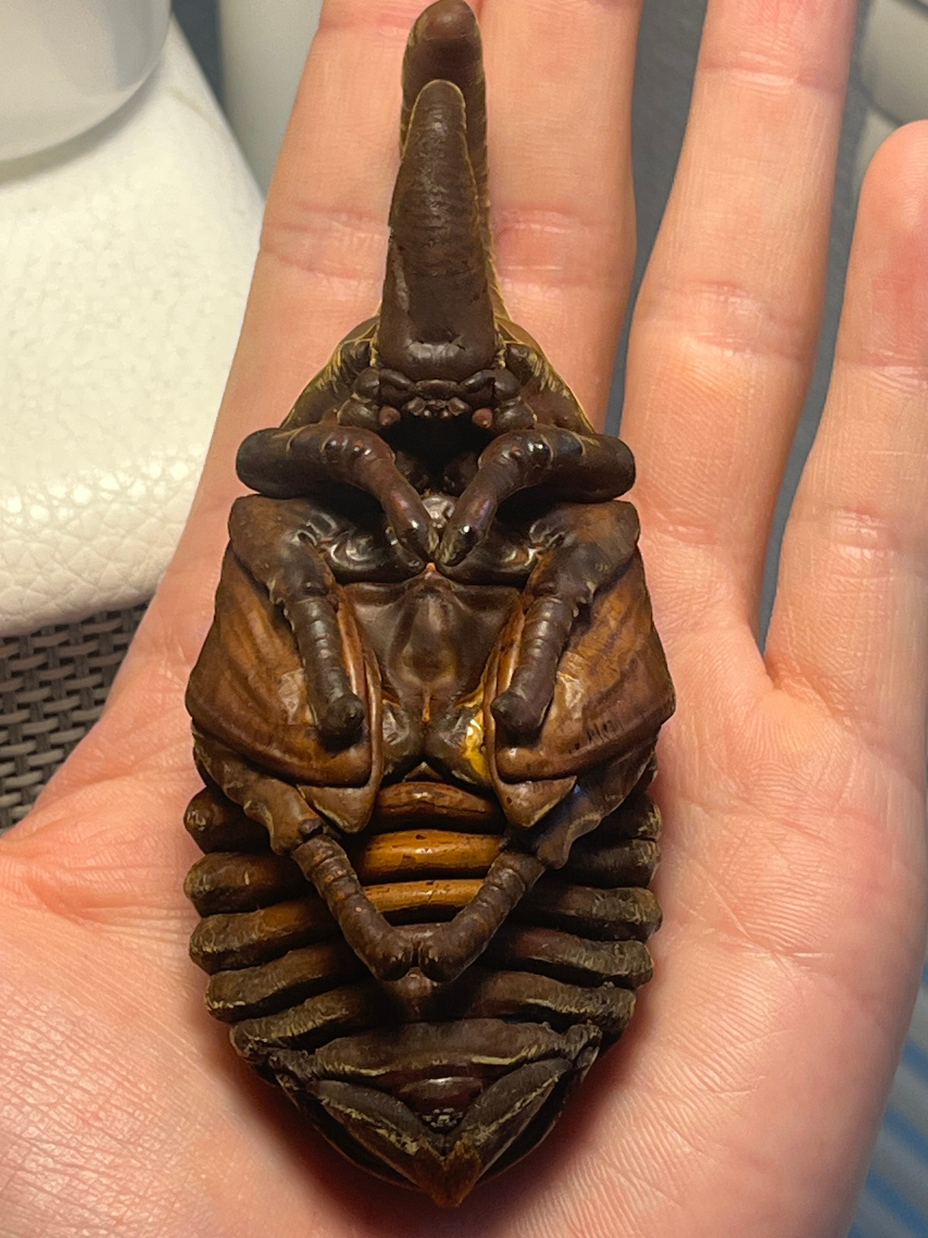 蛹標本】サタンオオカブト カブトムシクワガタヘラクレスオオカブト