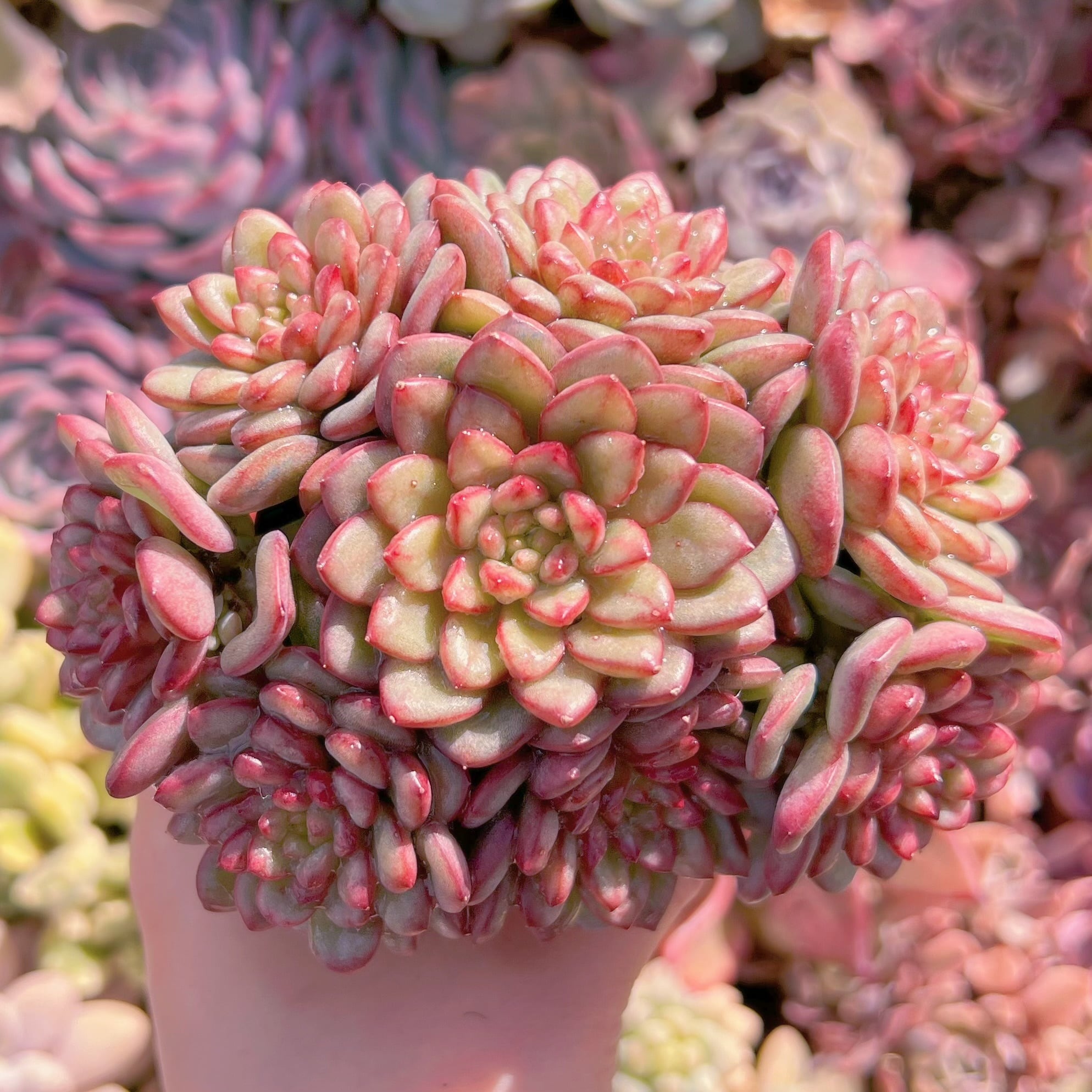 現品　Adam#612　大群生　るる農園