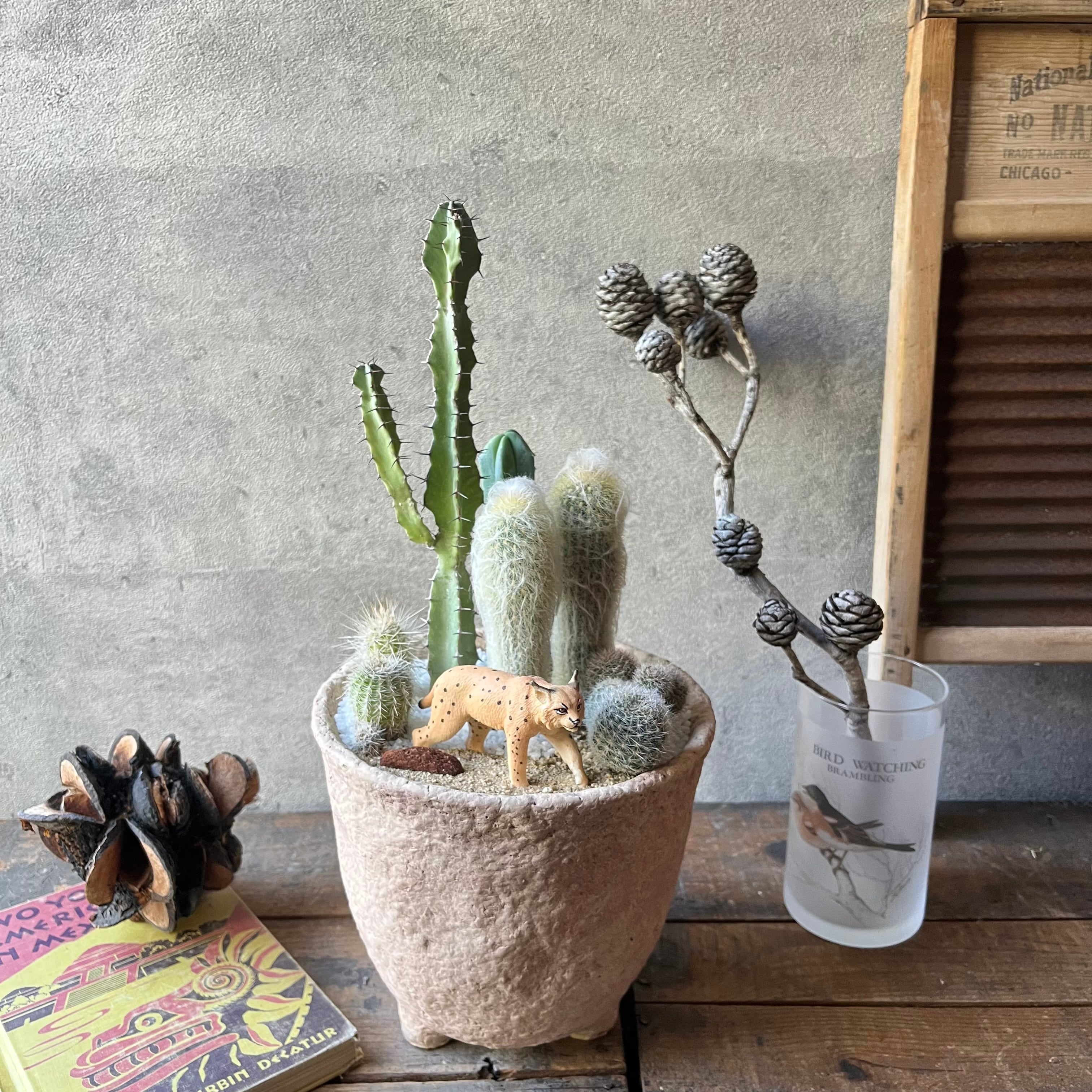 Wild Cat オオヤマネコ | SABOTEN MISSILE