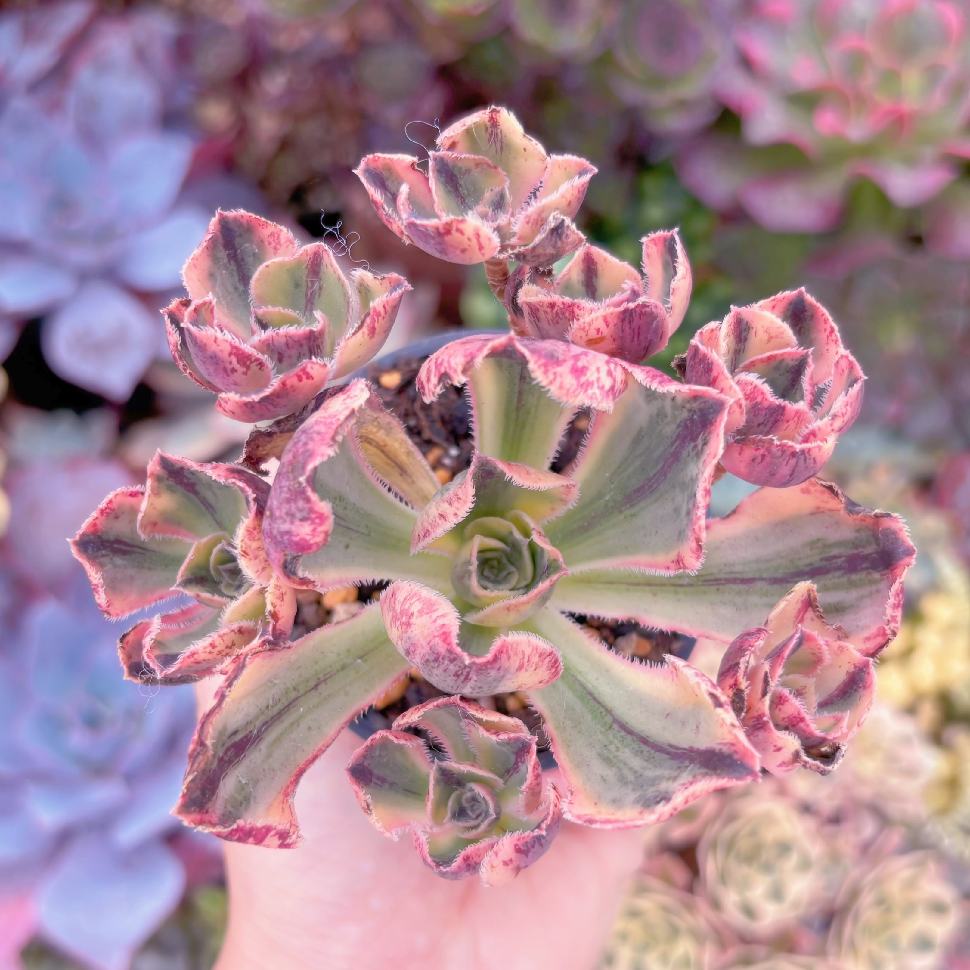 現品　ロスコープ錦#1138　群生　るる農園