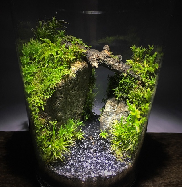 Design Series デザインシリーズ 苔 コケ 苔テラリウム 観葉植物 グリーン プレゼント 優雨苔 Yu Koke 苔 テラリウム こけ 素材の販売