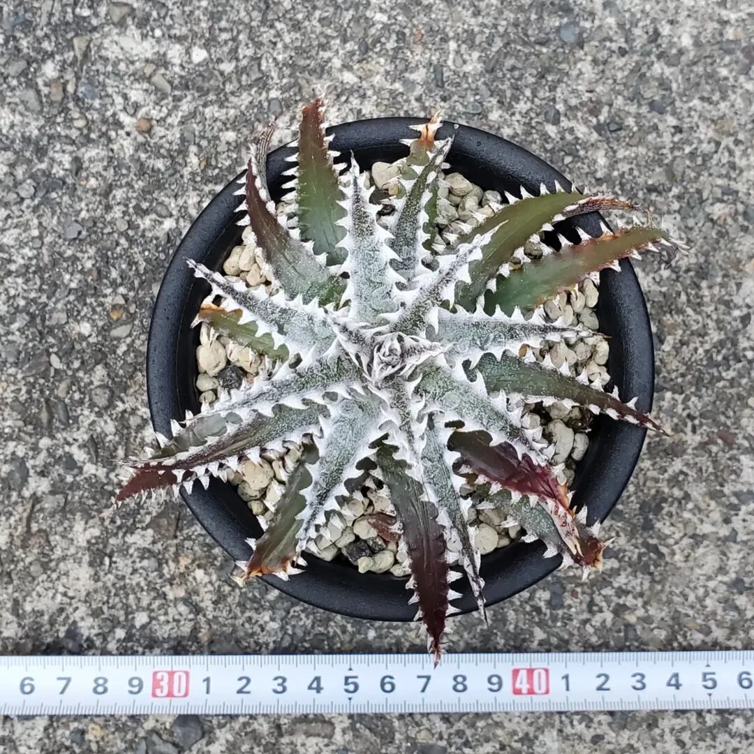 F00440_【OL004】Dyckia 'Obsidian' x 'Little Wing'：ディッキア