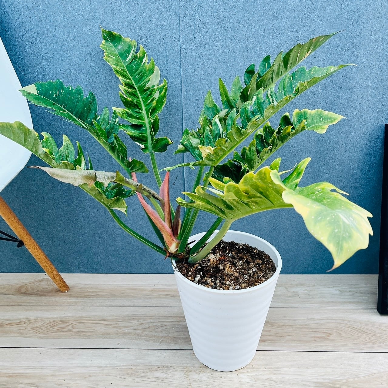 現品］12番 フィカス ウンベラータ 観葉植物 室内 大型 ゴムの木 人気