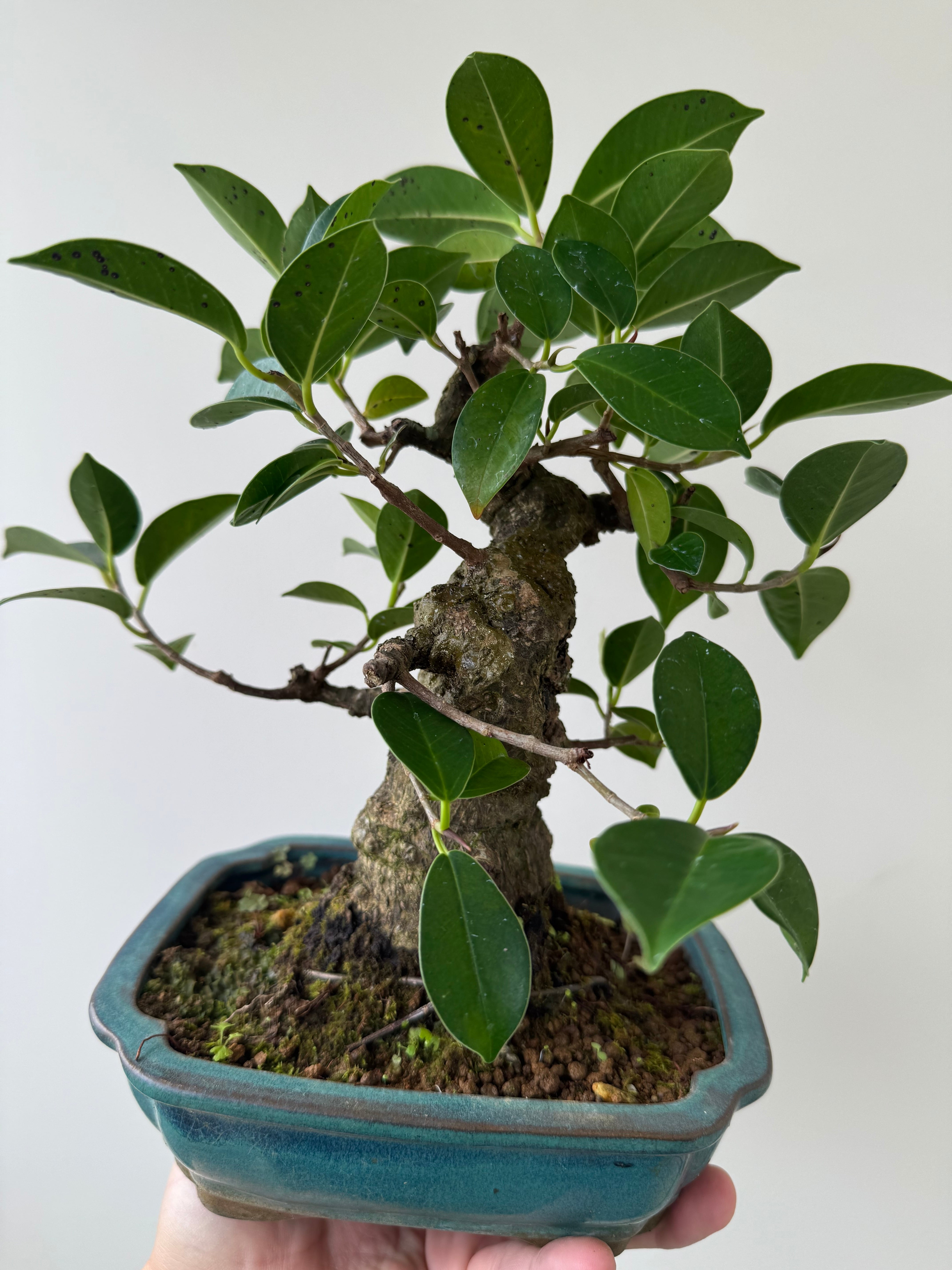 琉球盆栽】Ficus microcarpa【古木ガジュマル】 | 青坊主-aobouzu-
