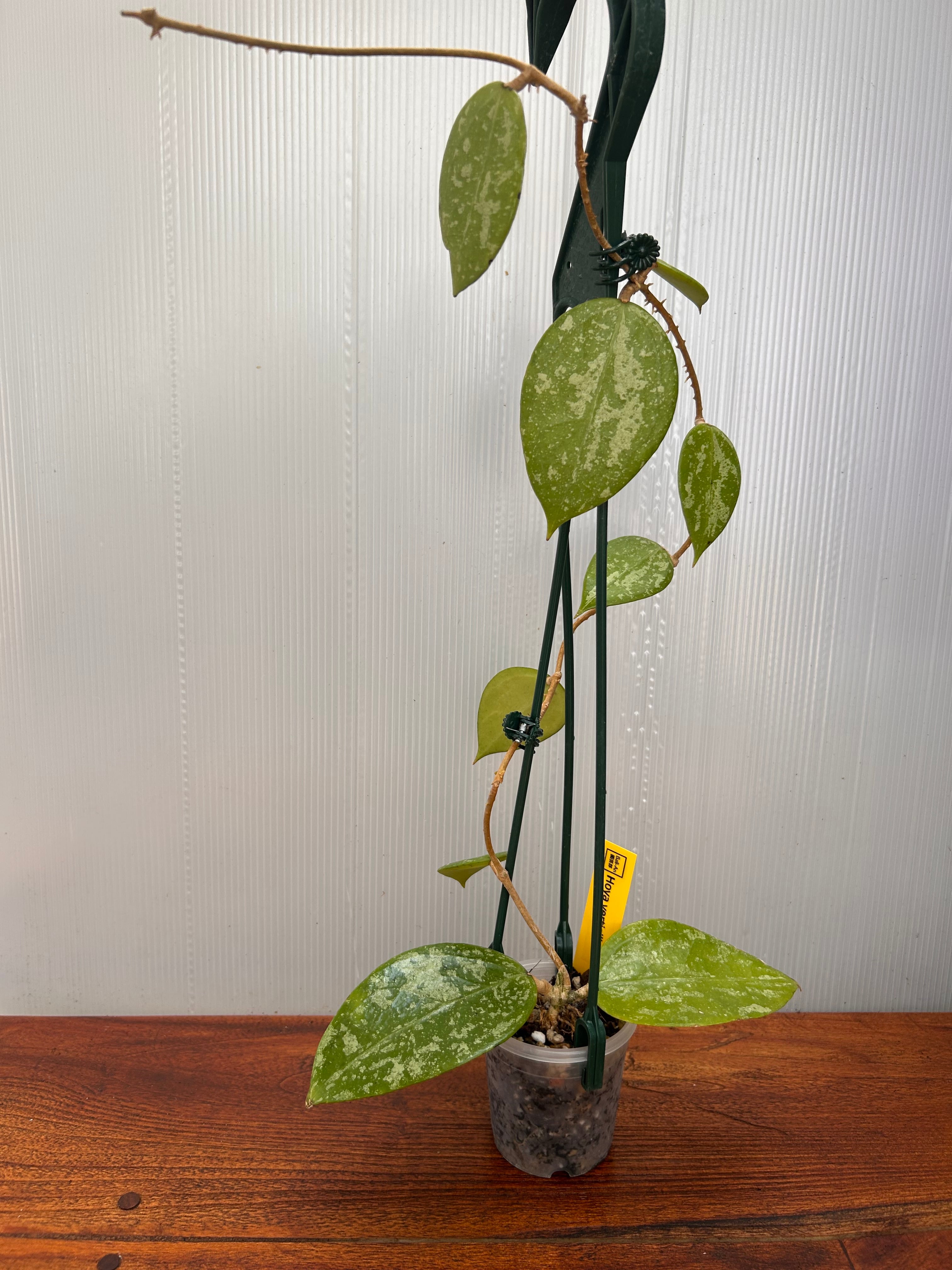 Hoya | BALI-AN 園芸