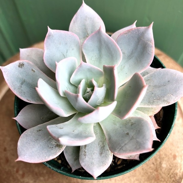 カナディアン Echeveria 'Canadian'