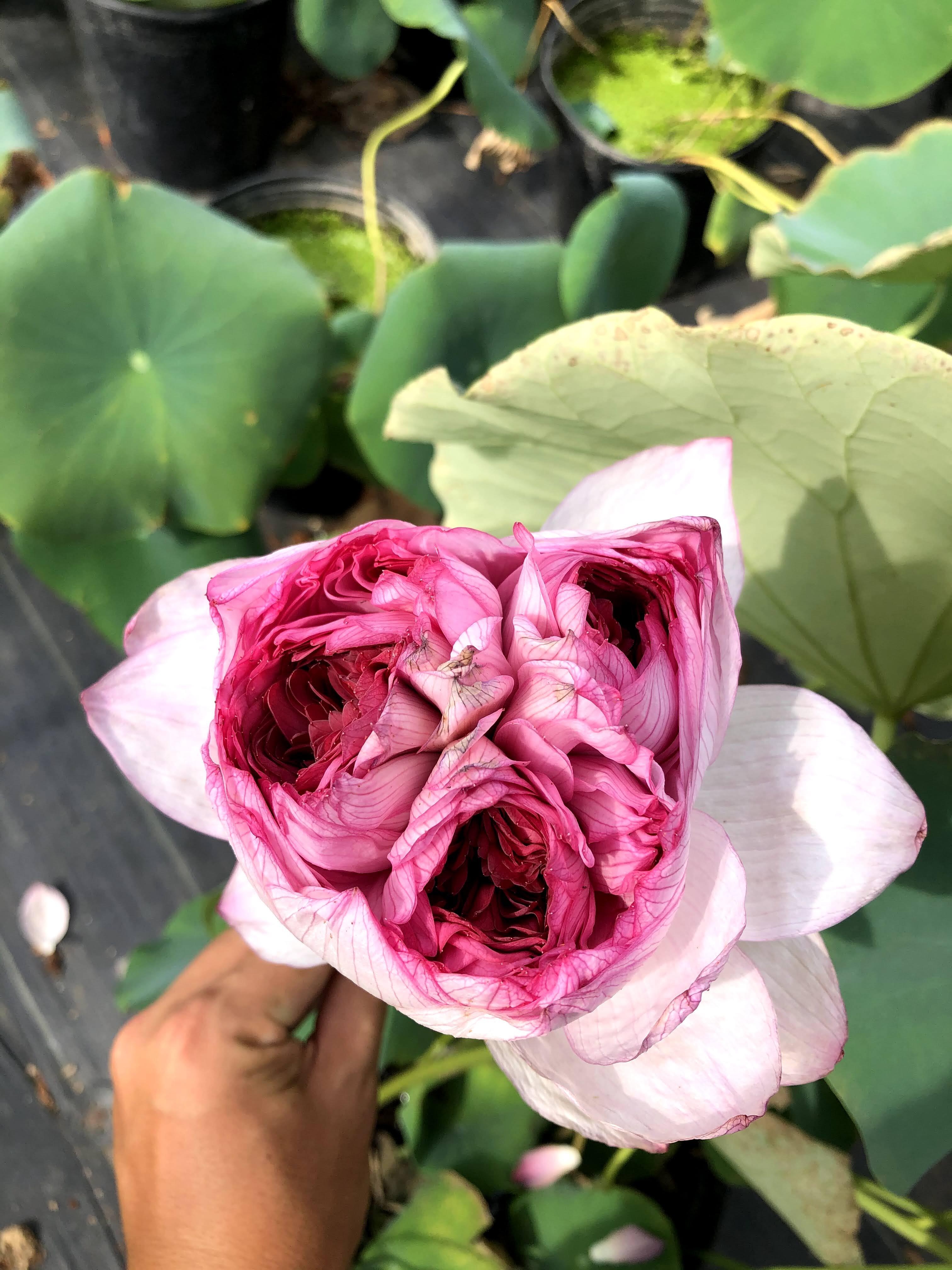 桃蓮玉 楽天市場】桃 【遠藤農園】 もも 3.5kg 大玉9～12個 贈答 品種色々