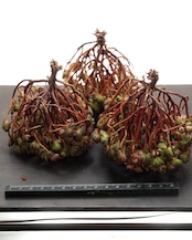 カット苗 アエオニウム 小人の祭り錦 木立 大群生 Aeonium sedifolium f.variegata