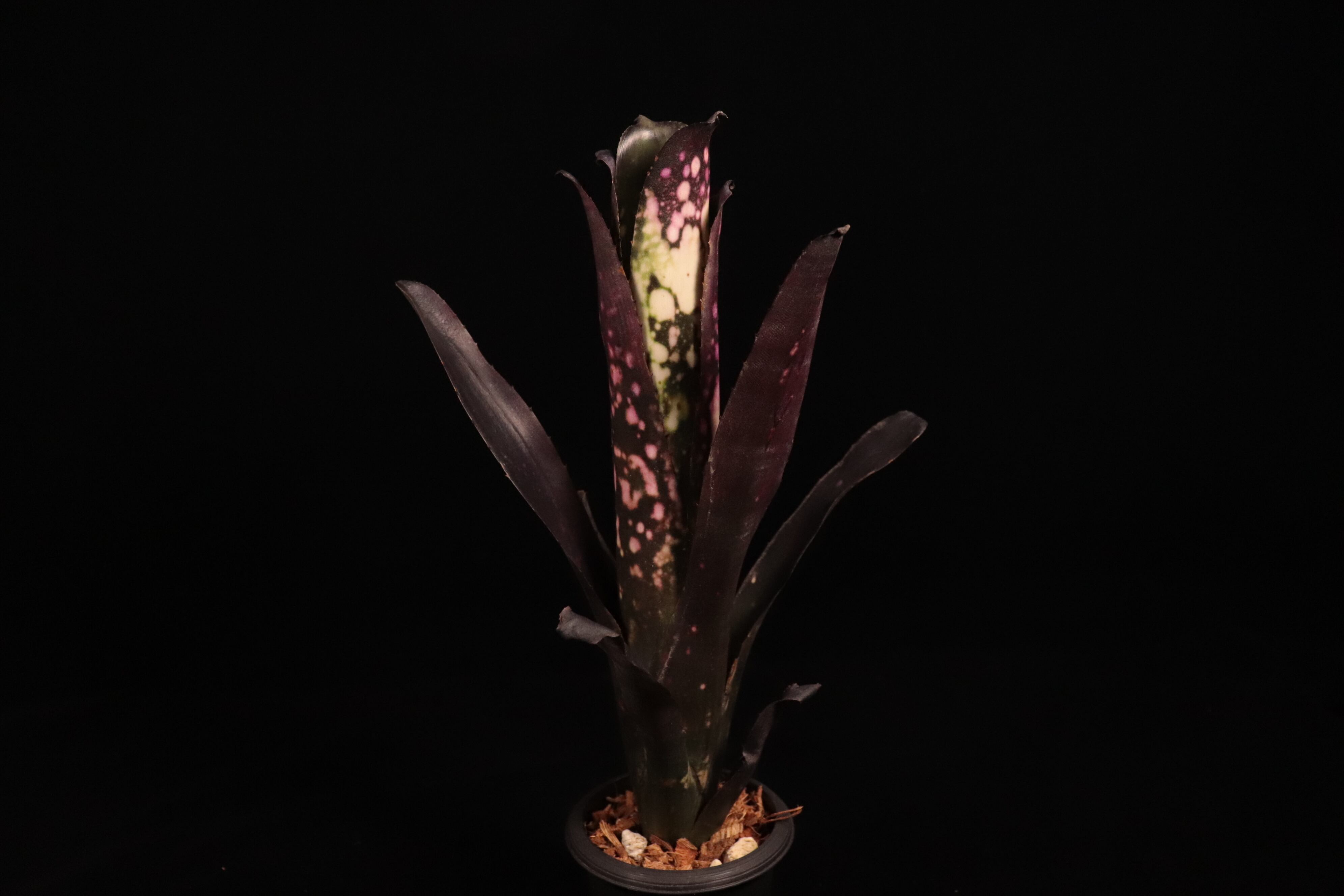 ビルベルギア　花芽付き Billbergia 'Ema' (花芽付き)〔ビルベルギア〕B338 | plane plants