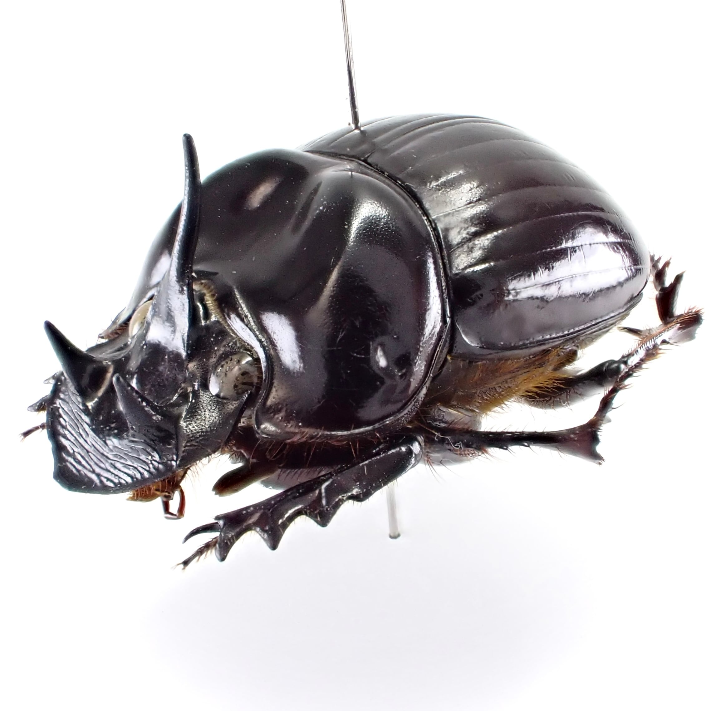 フランス領ギアナ産 Dichotomius horridus ♂ 27mm | 昆虫標本 Diggers