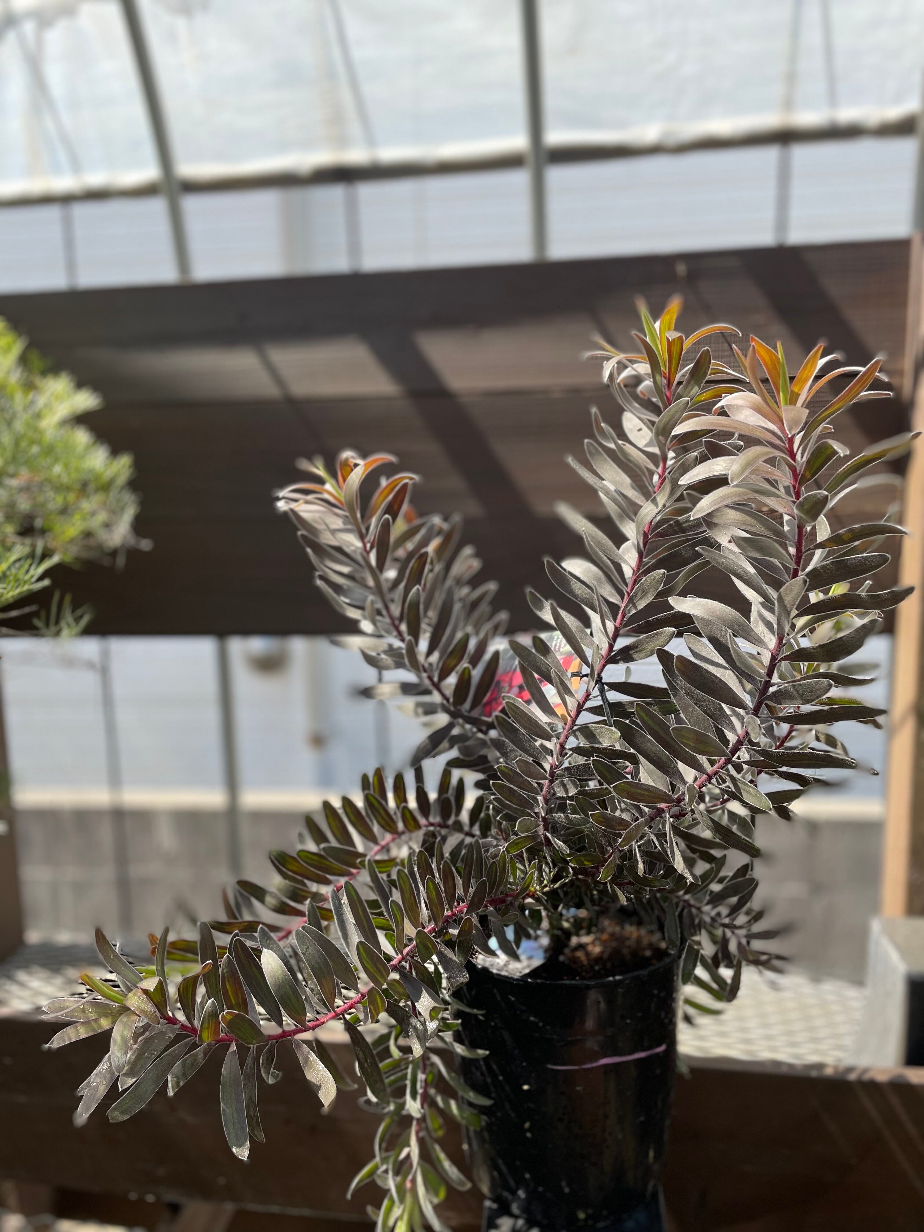 未使用 N/OH 澪標 S PERSIMMON ネオシホ 鉢 検索 たけろうポット  