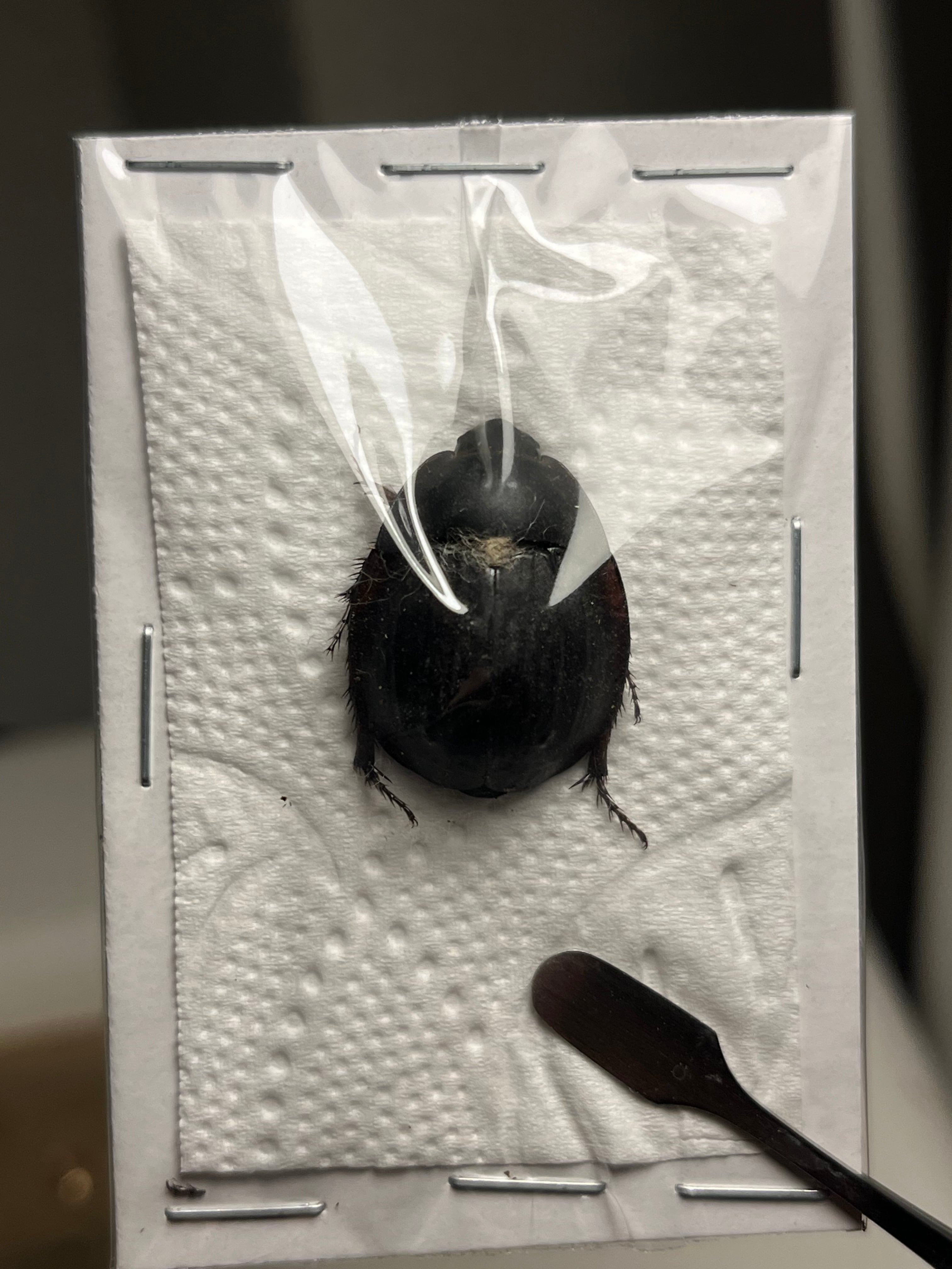 84mm】コゲチャトゲフチオオウスバカミキリ 昆虫標本 ハナムグリ