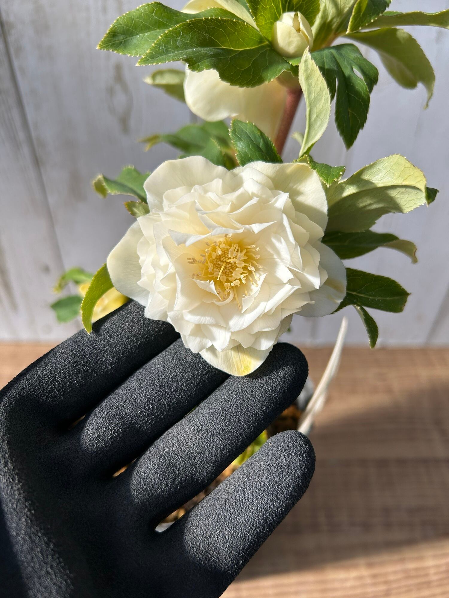 ≪EC≫クリスマスローズ（加藤農園）ディオーネ CR-KT039 [サイズ: 4.5