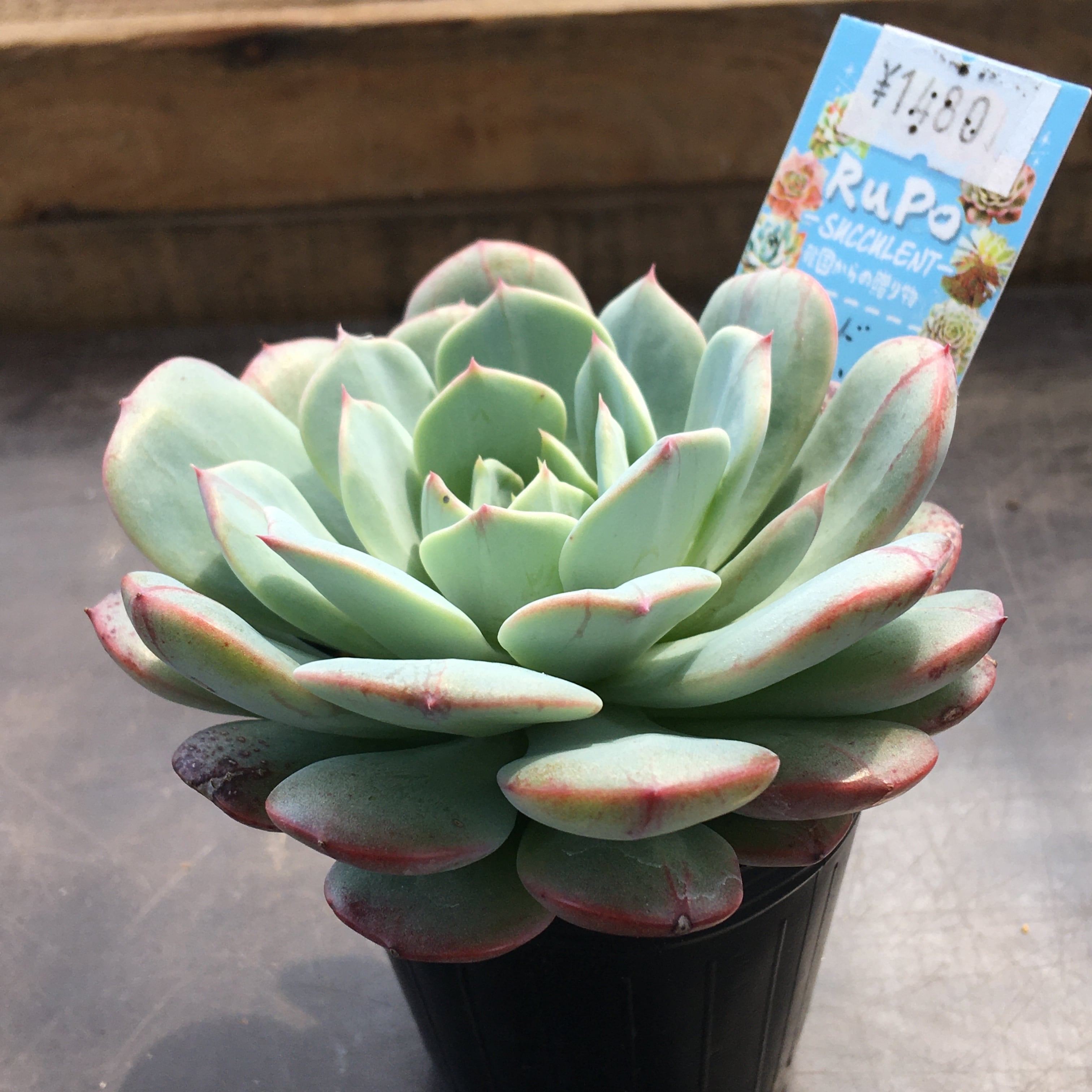 レッドムーン 韓国苗 | RuPo 多肉植物専門店