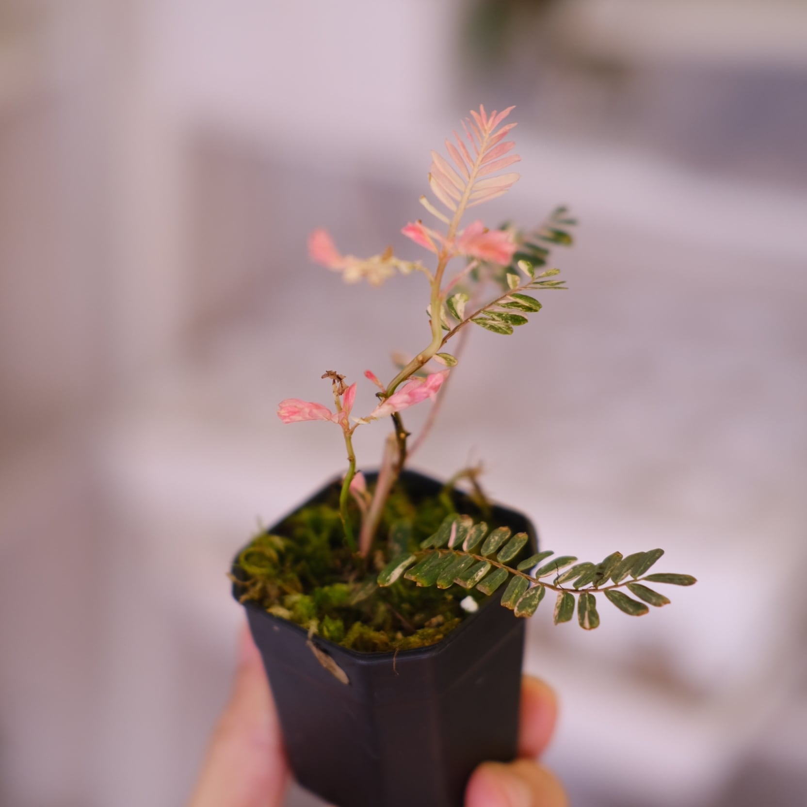 Phyllanthus urinaria 'Pink Variegated'④ / フィランサス