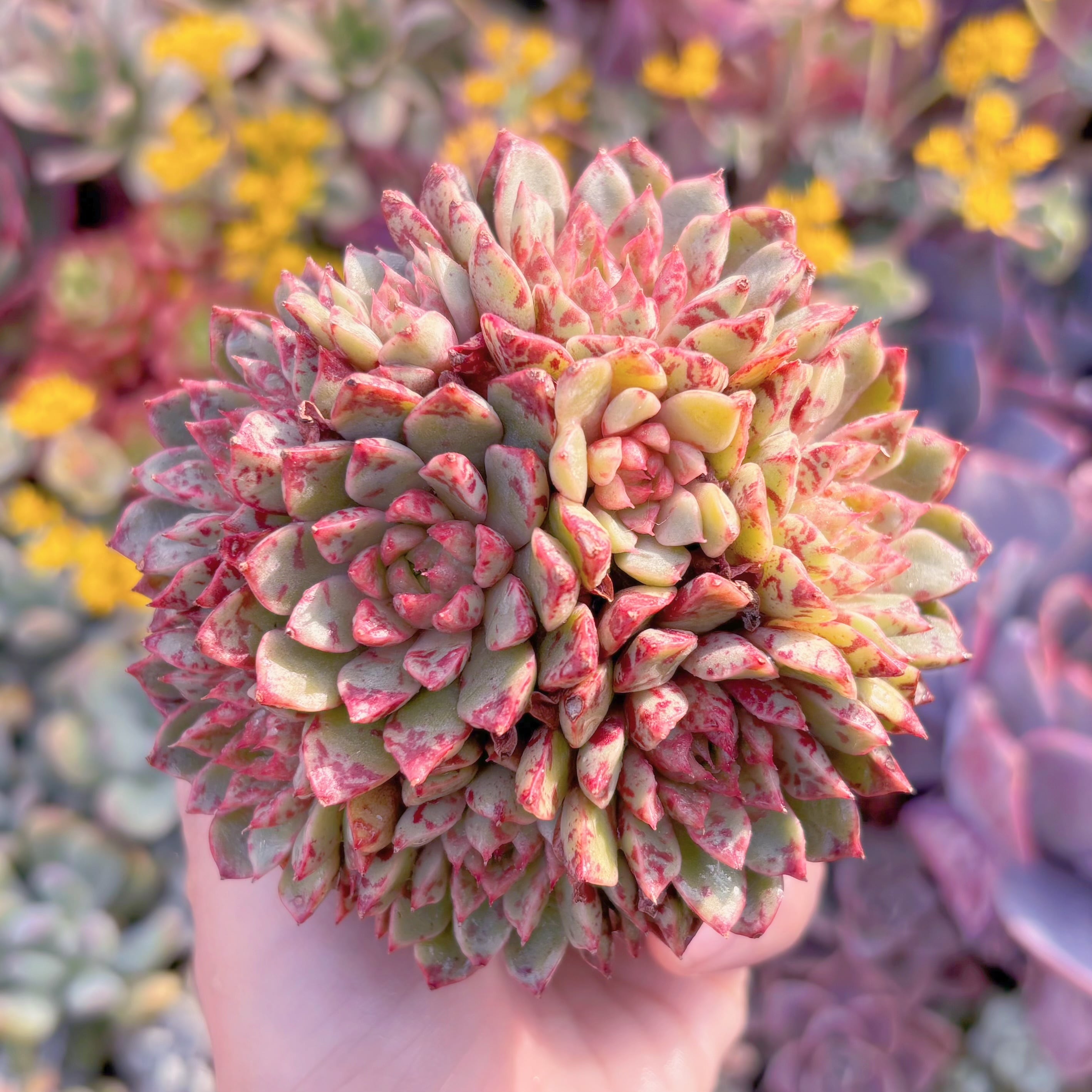 現品　ブラッドスワロー#M256　群生　新入荷　るる農園