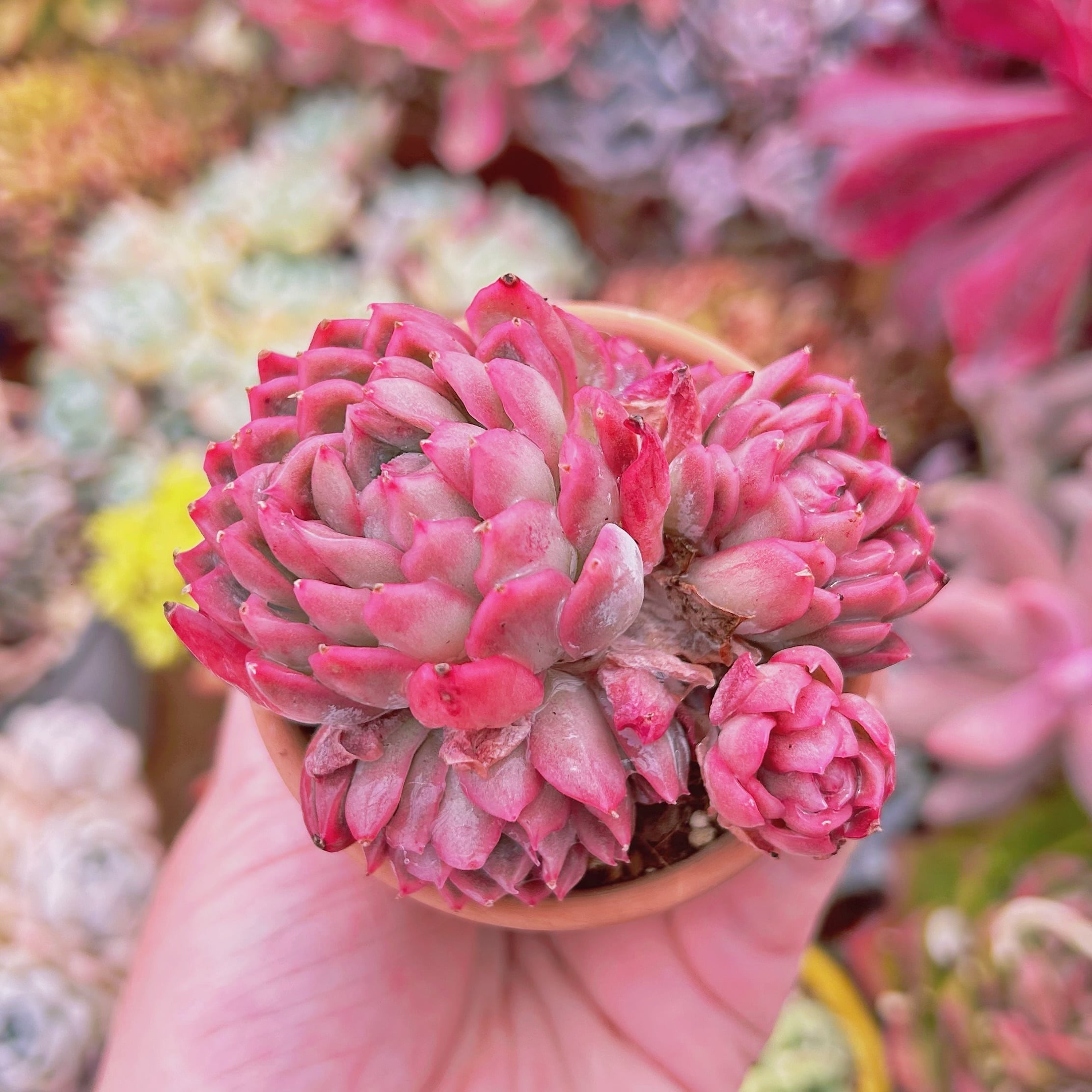 多肉植物　 Echeveria   バイオレットクィーン　3頭以上